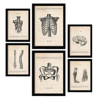 POSTER Set Mit 6 Körperanatomie Größe A3 & A4 Schwarzer Rahmen - Schwarz, Papier (29.7/1cm) - Nacnic