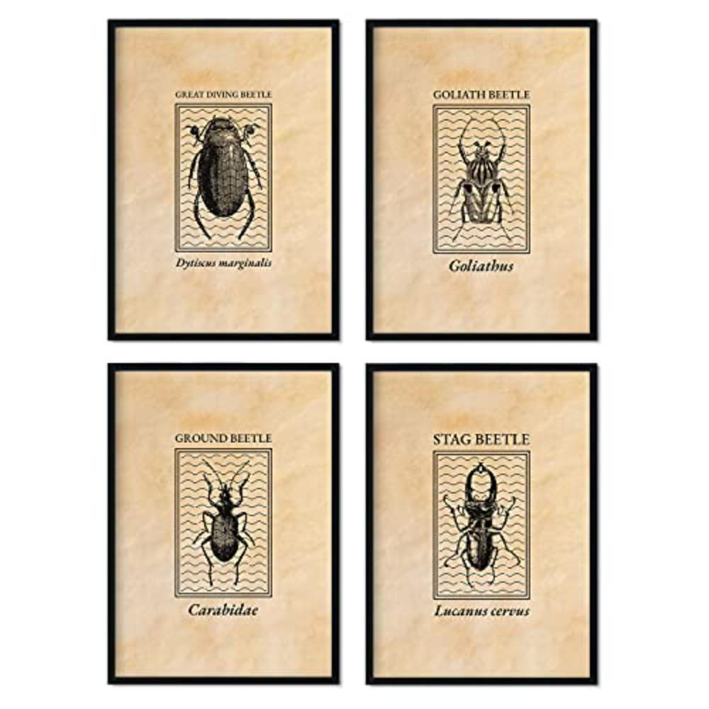 POSTER Set mit 4 von Bettwäsche Käfer gravierten Stil und Sepia Tönen A3 Rahmenlos - Klar, Papier (29.7/3cm) - Nacnic
