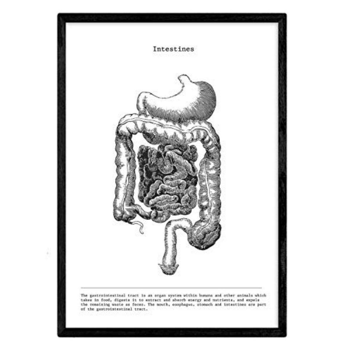 POSTER Anatomie Eingeweide A3 Rahmenlos - Klar, Papier (29.7/5/42cm) - Nacnic