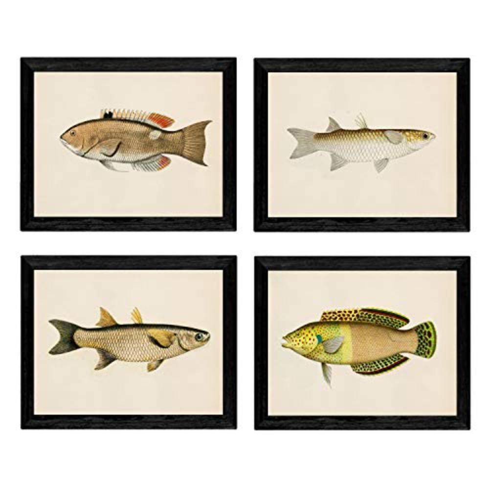 POSTER Set mit 4 FischWeinleseEffekt beige gelbfarben A4 Schwarzer Rahmen - Schwarz, Papier (29.7/3cm) - Nacnic