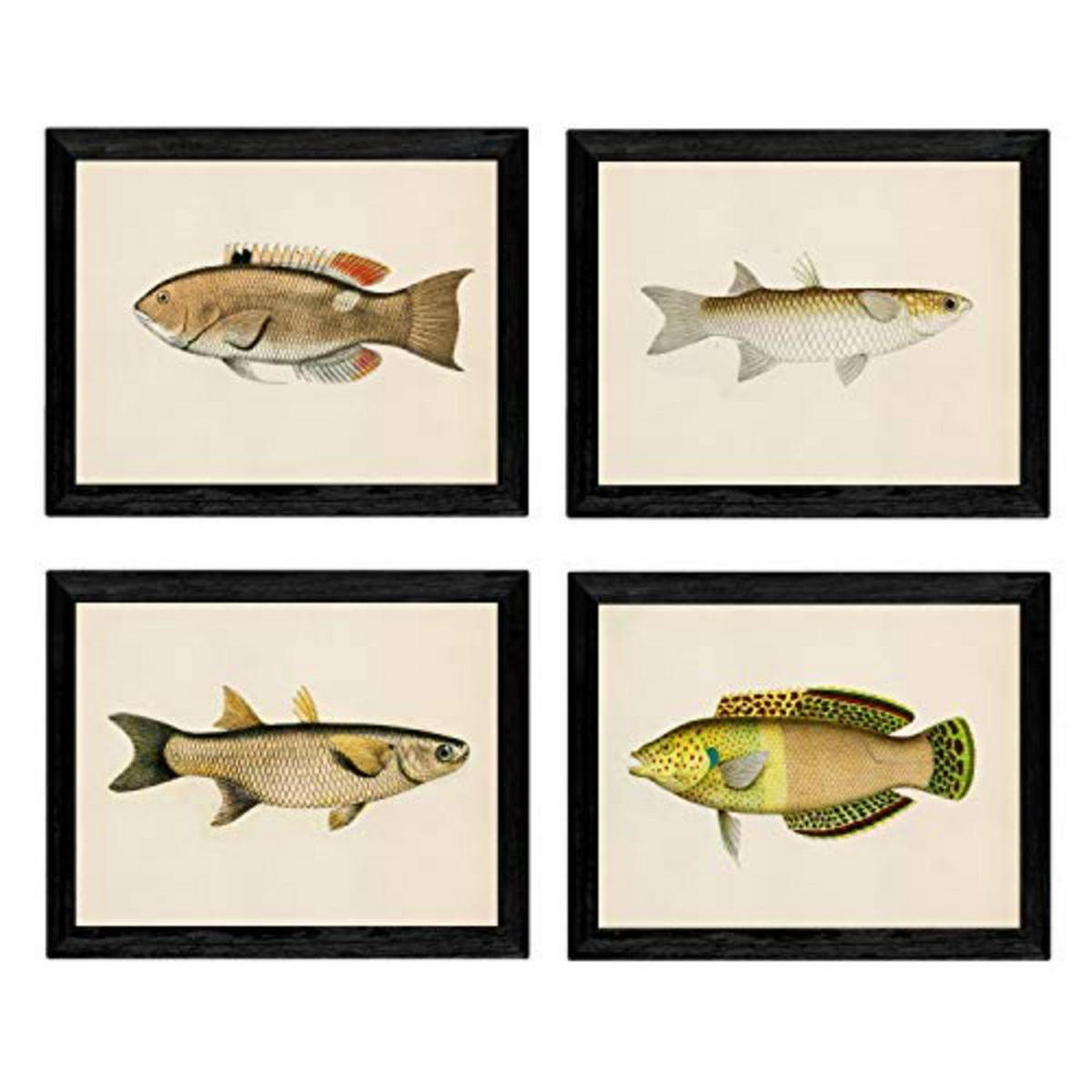 POSTER Set mit 4 FischWeinleseEffekt beige gelbfarben A4 Schwarzer Rahmen - Schwarz, Papier (29.7/3cm) - Nacnic