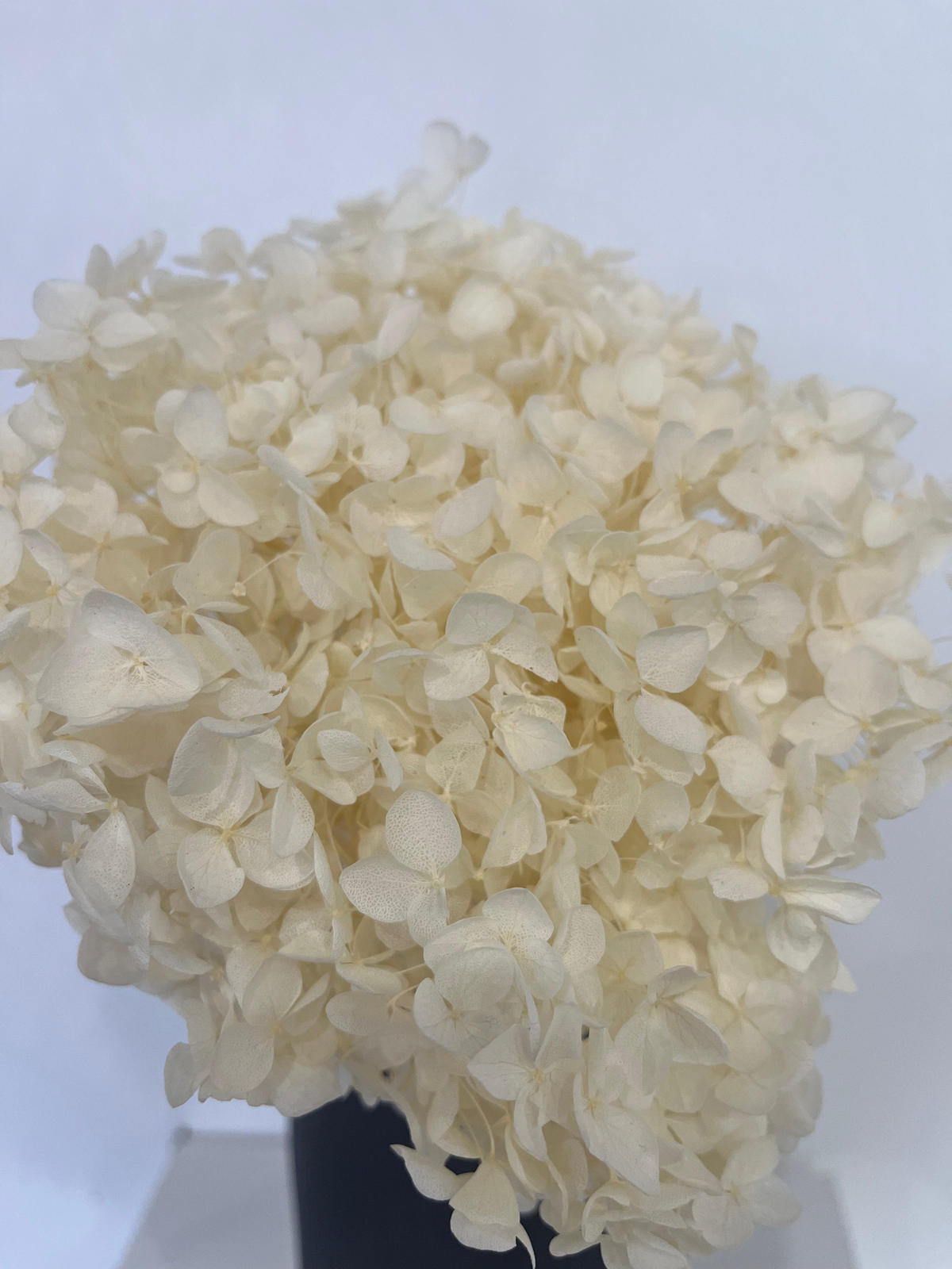 RISPENHORTENSIE: Zeitlose Schönheit, konservierte Hortensien als perfekte Dekoration - blau / 30 cm - Blau, Naturmaterialien (30cm) - Lykke & You
