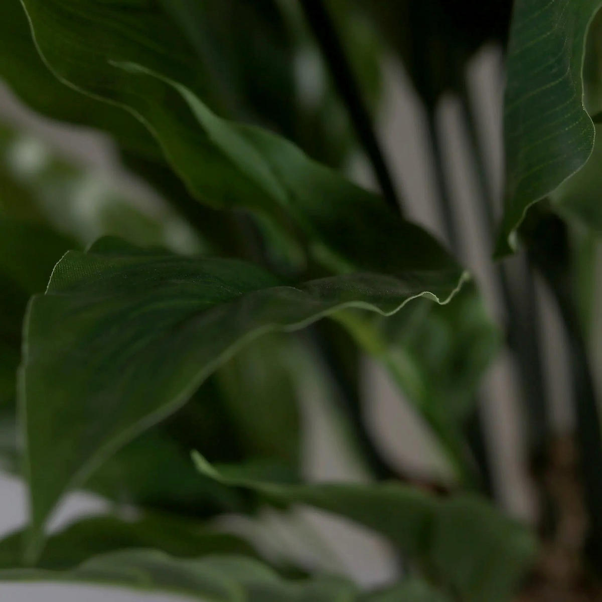 KUNSTPFLANZE Künstliches Spathiphyllum - Abel 55 cm - Grün, Kunststoff (55cm) - aplanta