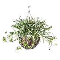 KUNSTPFLANZE Grünlilie in Hängeampel, 60 cm - Grün, Kunststoff (60cm) - Homescapes