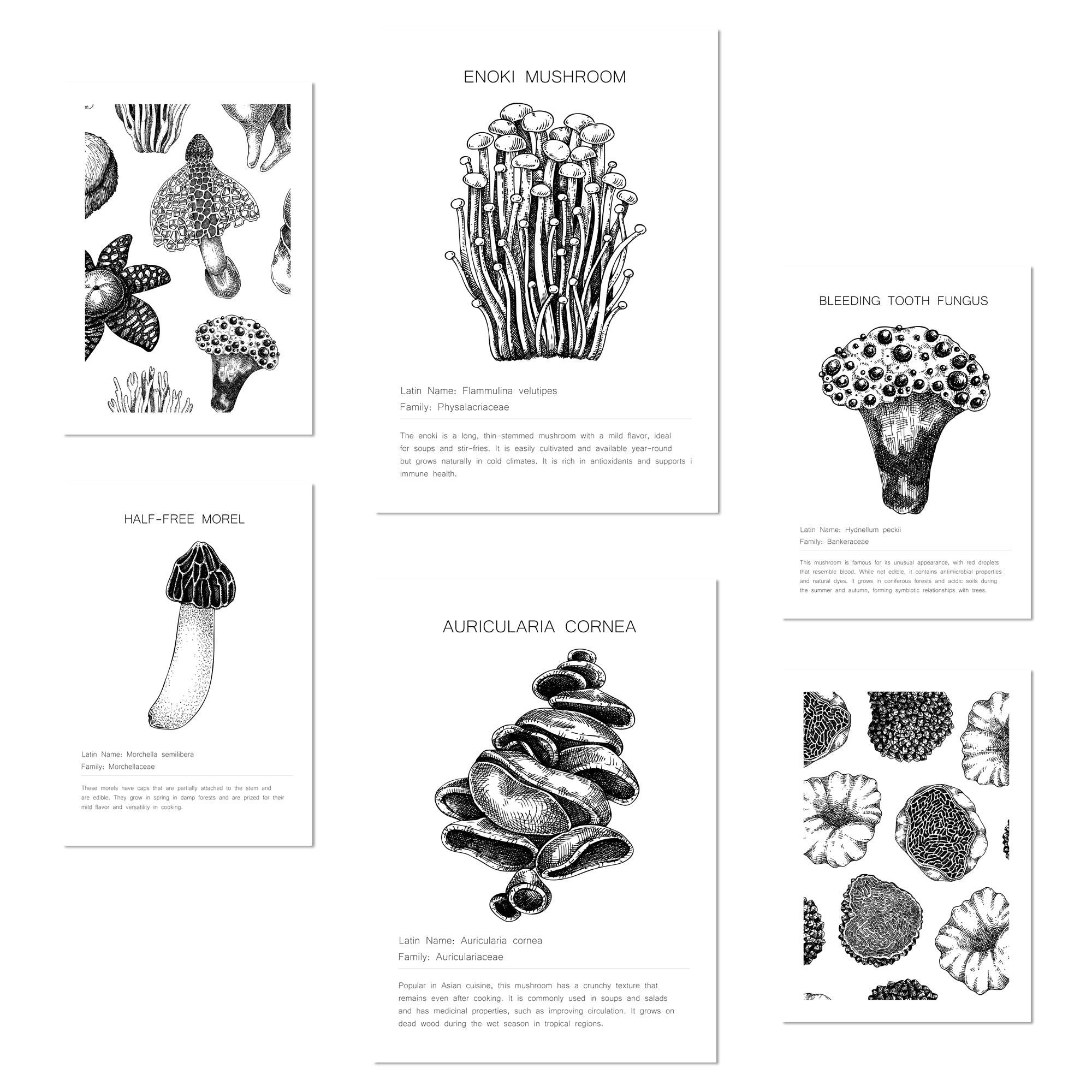 POSTER Set Mit 6 Komposition Aus Schwarzen & Weißen Pilzen & Homgos A3 & A4 Rahmenlos - Klar, Papier (29/3cm) - Nacnic