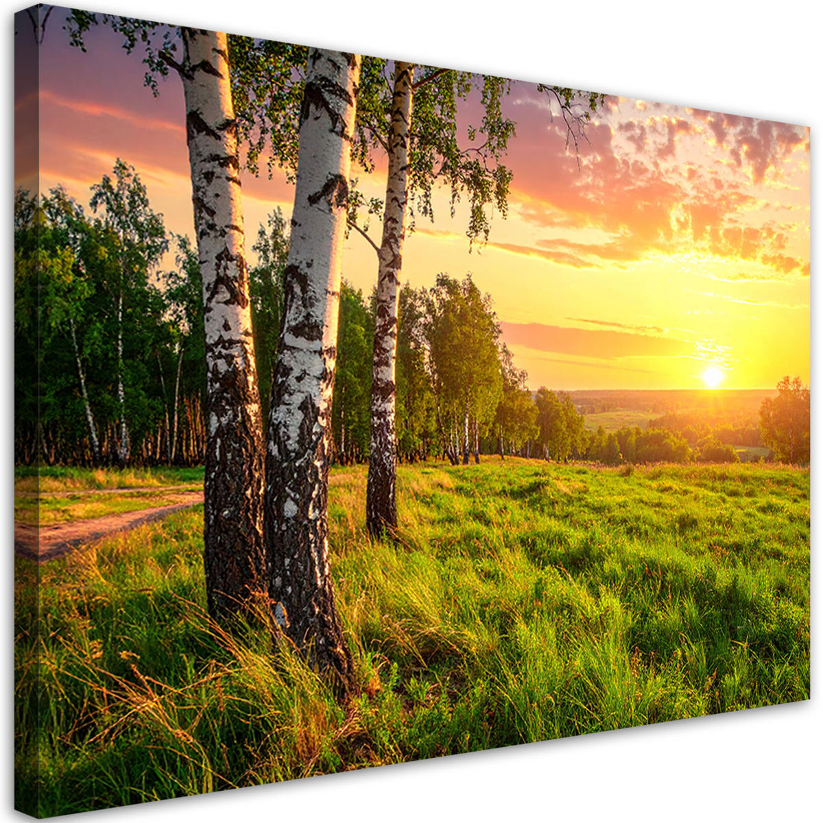LEINWANDBILD Birken Bäume Sonnenuntergang 120x80cm - Grün, Textil (120/80cm) - Feeby