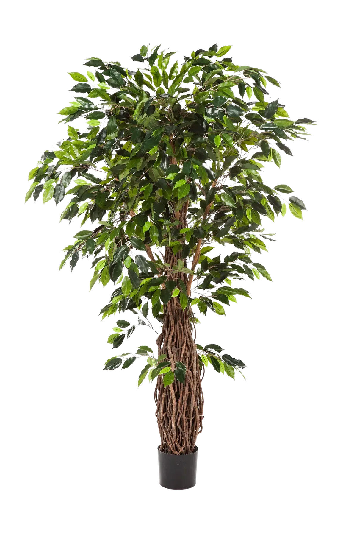 KUNSTBAUM Künstlicher Ficus - Jannik 180 cm - Grün, Kunststoff (180cm) - aplanta