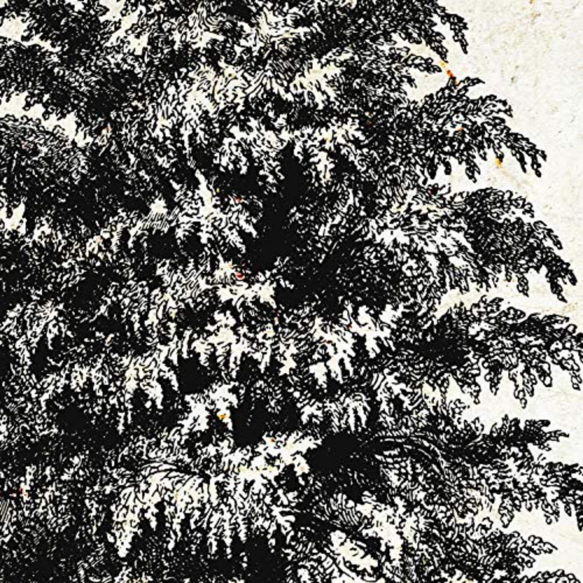 POSTER Set mit 4 Blättern der Bäume struktur 20x20cm Schwarzer Rahmen - Schwarz, Papier (20/3cm) - Nacnic