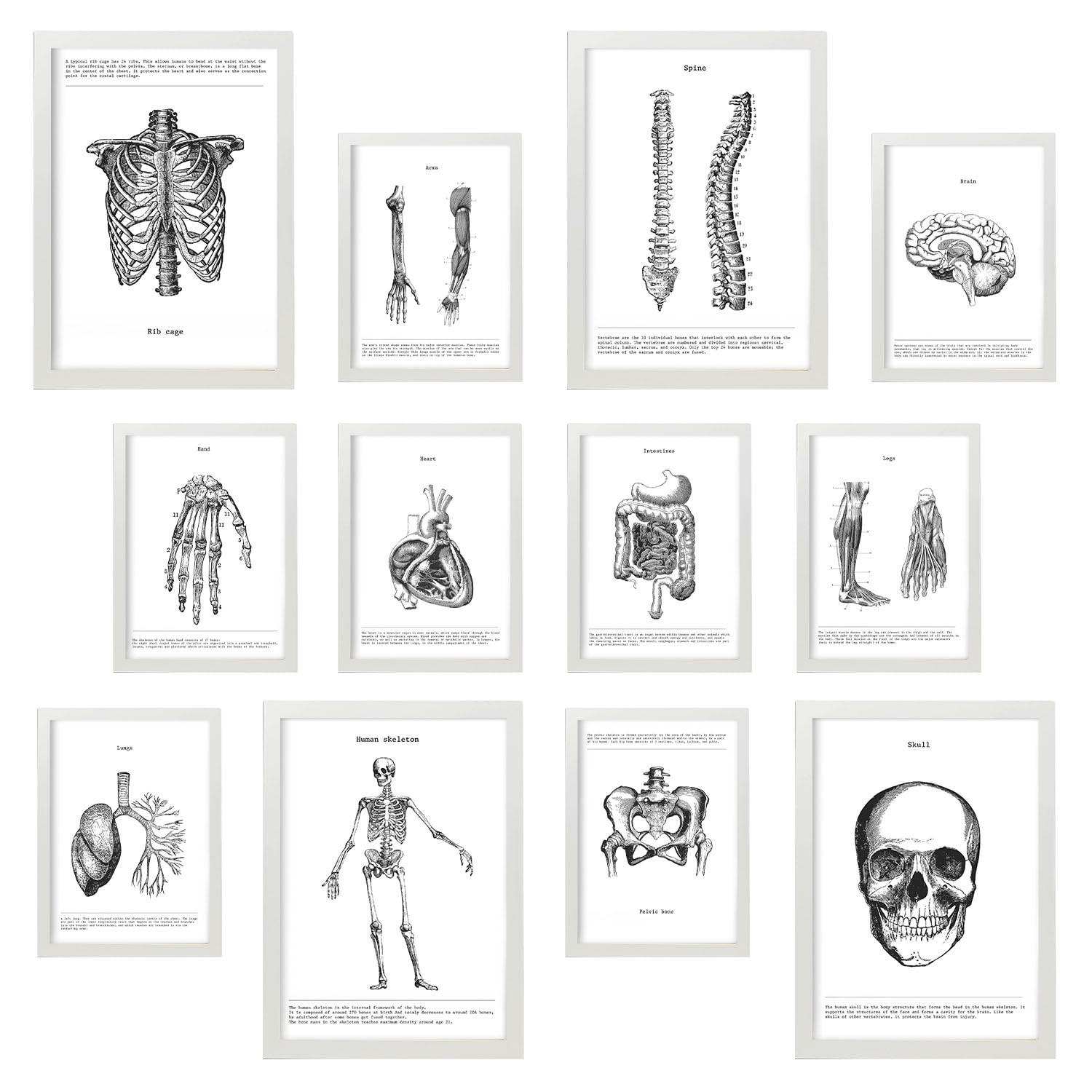 POSTER Set Mit 12 Anatomie Knochen Und Organe A3 Weißer Rahmen - Weiß, Papier (29.7/5/42cm) - Nacnic