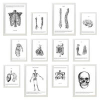 POSTER Set Mit 12 Anatomie Knochen Und Organe A3 Weißer Rahmen - Weiß, Papier (29.7/5/42cm) - Nacnic