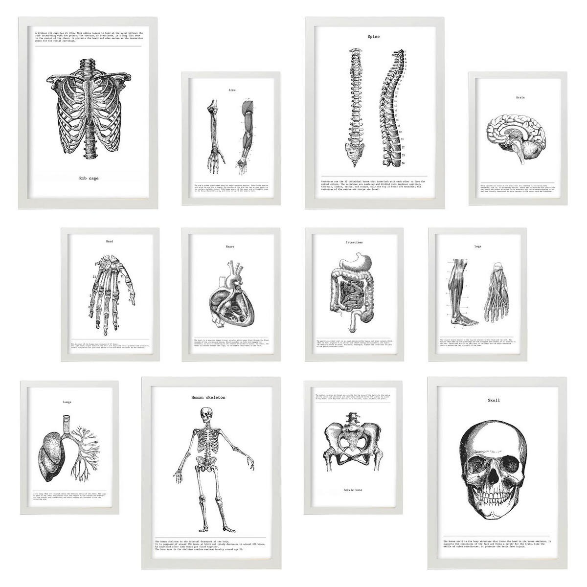 POSTER Set Mit 12 Anatomie Knochen Und Organe A3 Weißer Rahmen - Weiß, Papier (29.7/5/42cm) - Nacnic