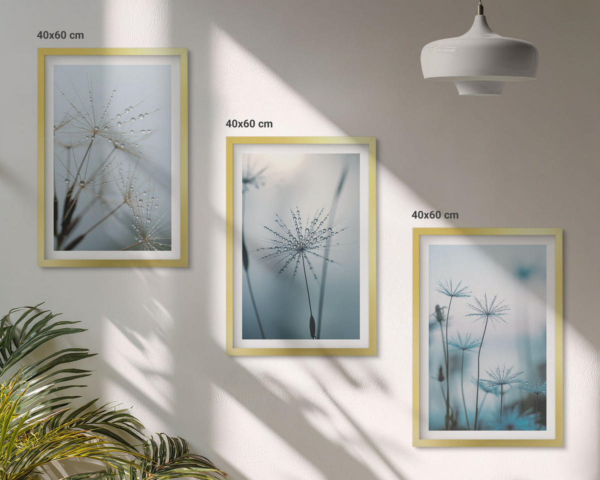BILDER SET 3er Set - 40x60 cm Goldrahmen - Löwenzahn mit Wassertropfen - Goldfarben, Kunststoff (40/60cm) - TULUP