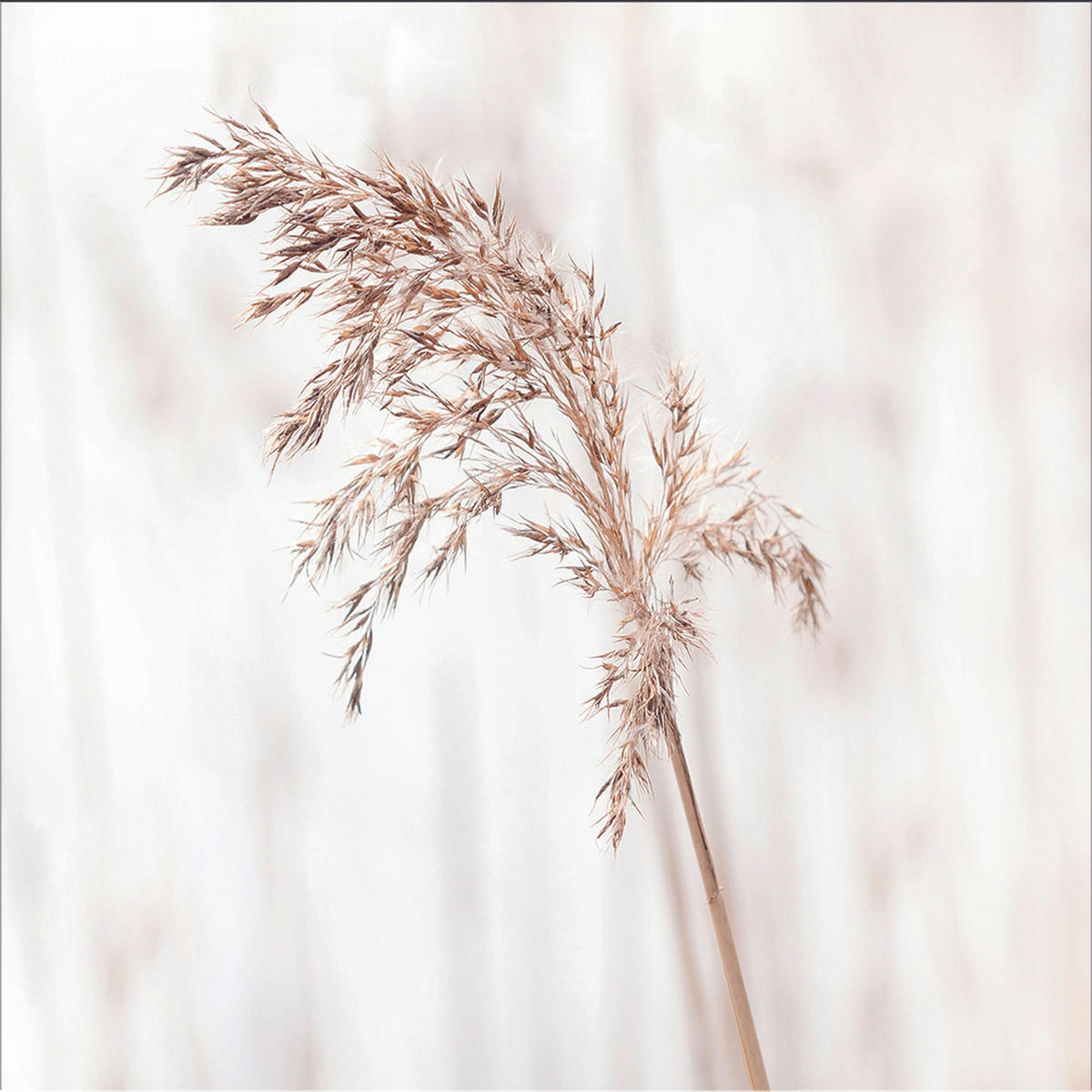 GLASBILD 30×30 cm Pampasgras - Beige, Glas (30/30cm) - artissimo