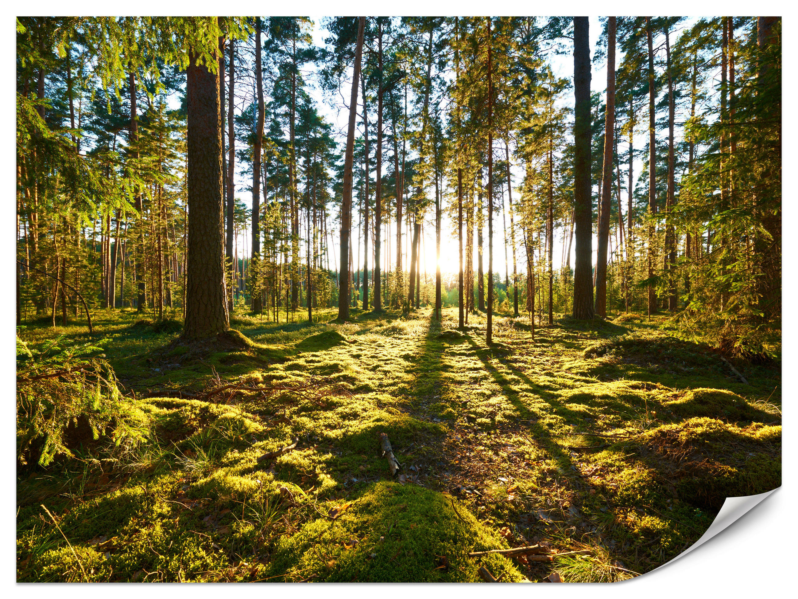 FOTOTAPETE für Küche Sonnenaufgang WALD Moss Bäume Sonnenstrahl 500x350 - Gelb/Braun, Papier (500/350cm) - Muralo