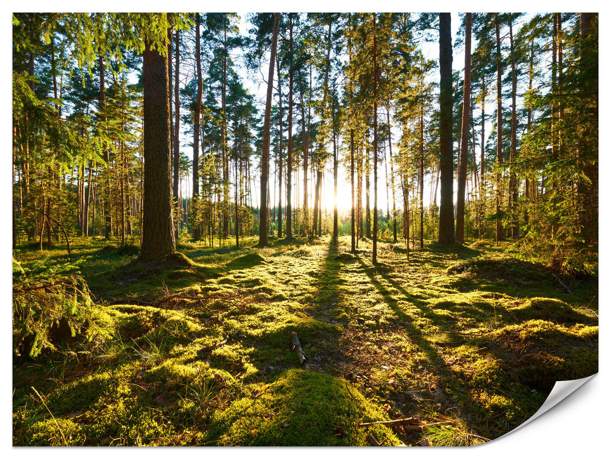 FOTOTAPETE für Küche Sonnenaufgang WALD Moss Bäume Sonnenstrahl 500x350 - Gelb/Braun, Papier (500/350cm) - Muralo