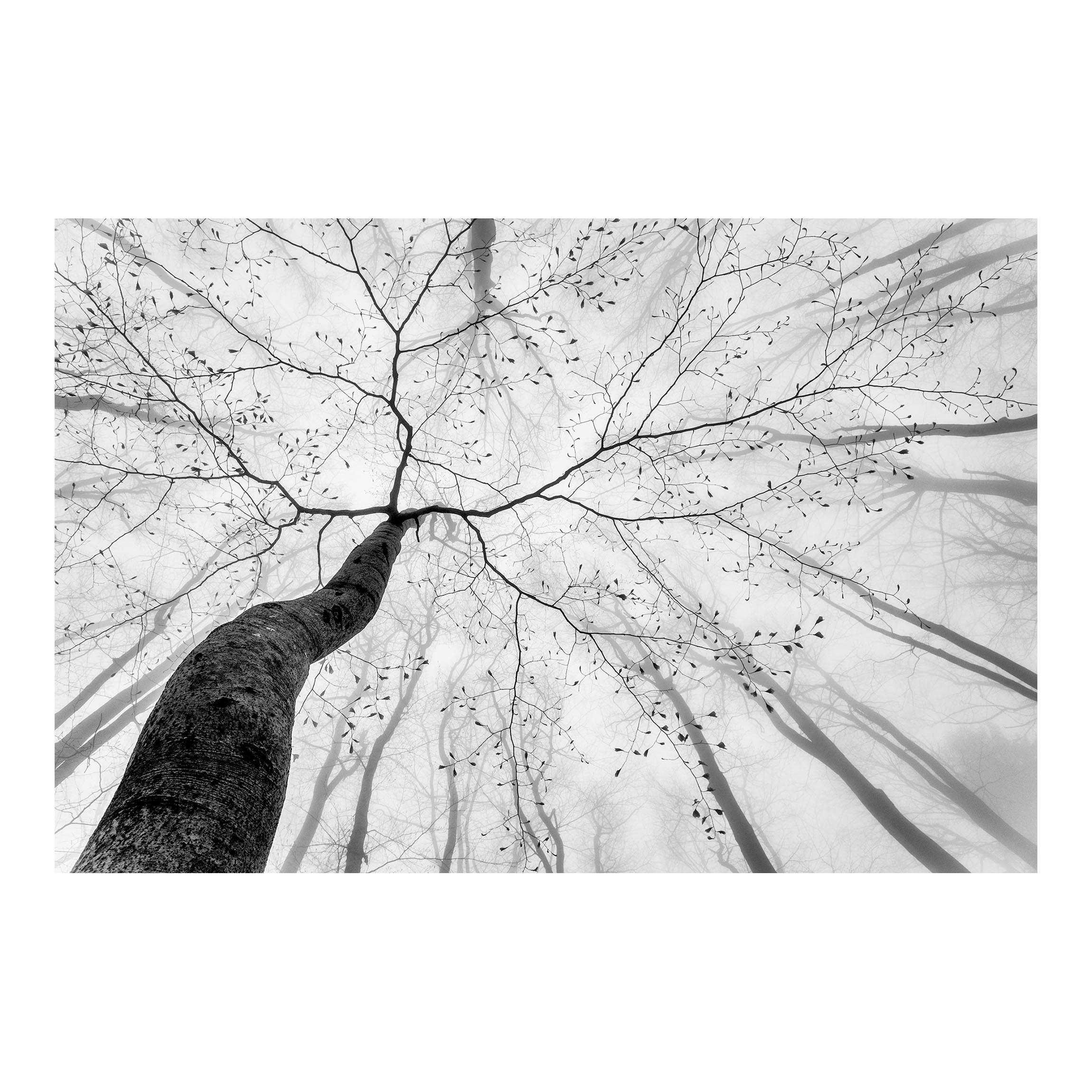 FOTOTAPETE Baumkronen im Himmel 288/190 cm - Schwarz, Papier (288/190cm) - Bilderwelten