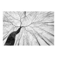 FOTOTAPETE Baumkronen im Himmel 336/225 cm - Schwarz, Papier (336/225cm) - Bilderwelten