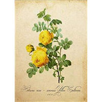 POSTER Gelb Hibiskus. A4 Schwarzer Rahmen - Schwarz, Papier (29.7/5/21cm) - Nacnic