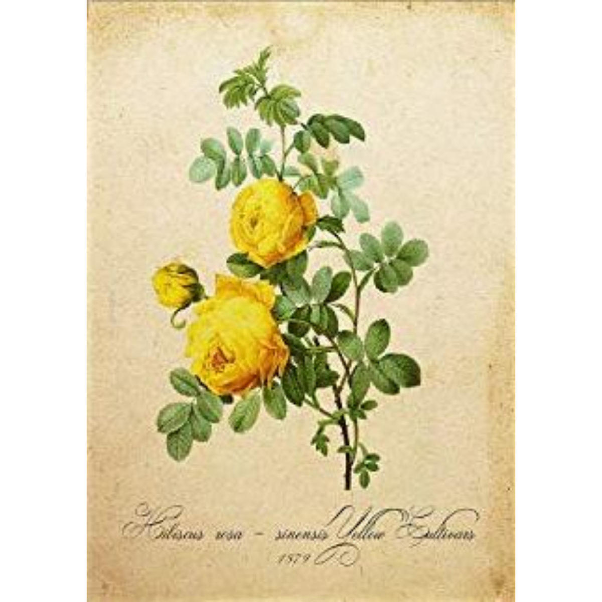 POSTER Gelb Hibiskus. A4 Schwarzer Rahmen - Schwarz, Papier (29.7/5/21cm) - Nacnic