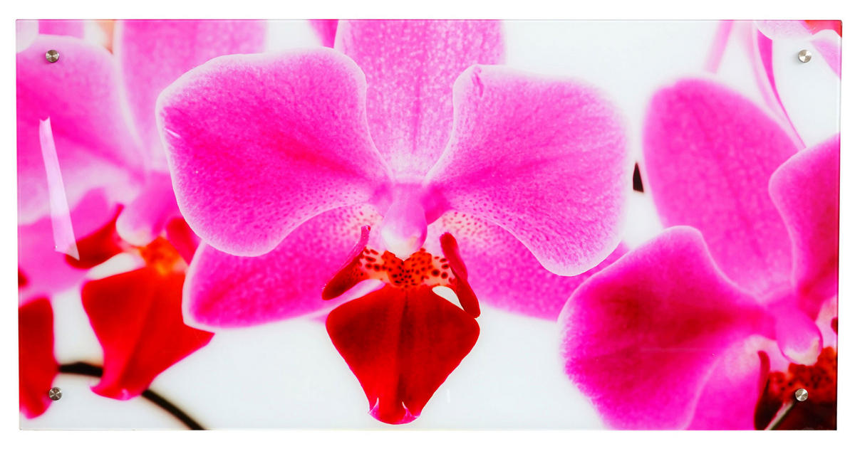 GLASBILD ORCHIDE Multicolor - Multicolor, Glas (100/50cm) - MCW