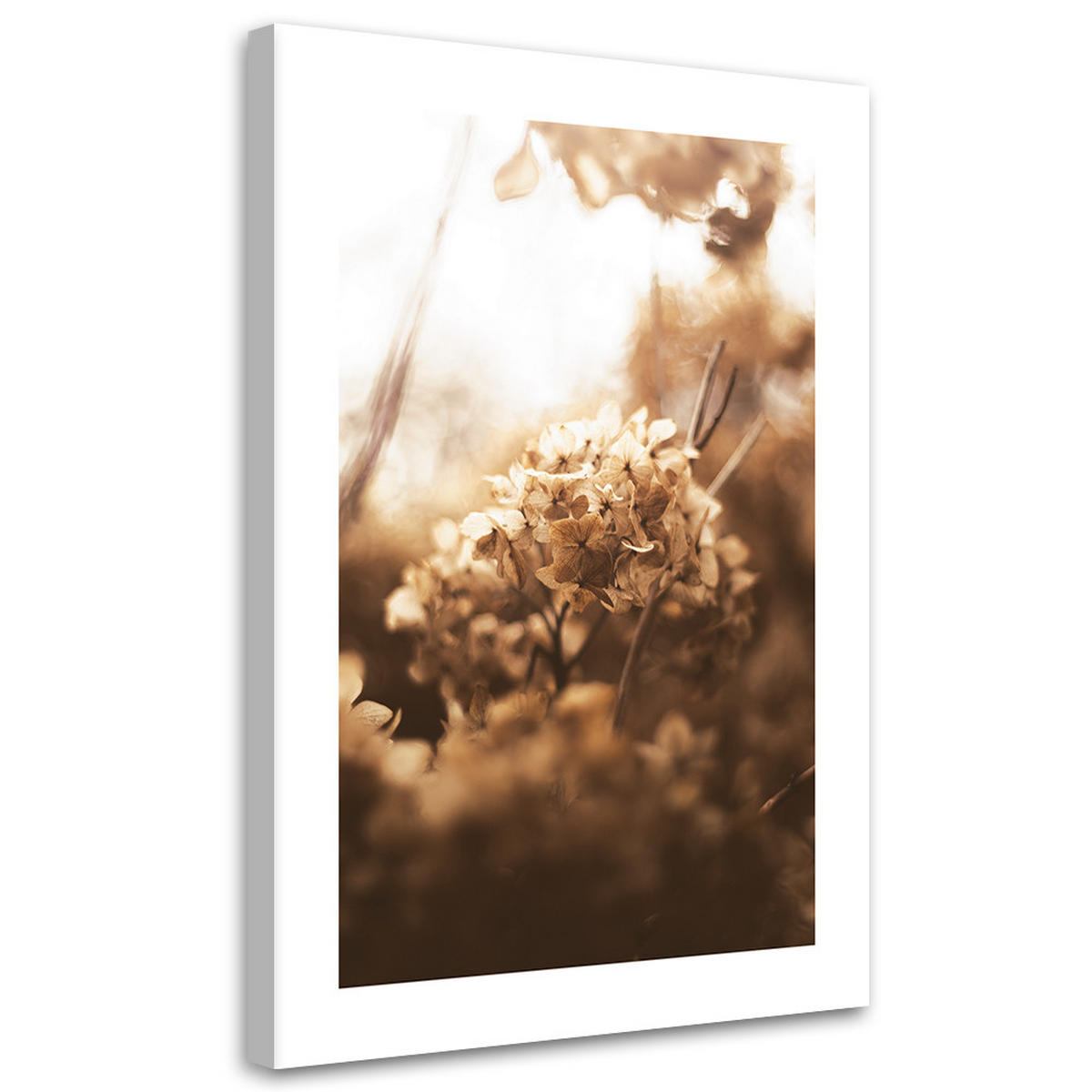 WANDBILD verwelkte hortensie bei sonnenuntergang - Beige, Textil (40/60cm) - Feeby