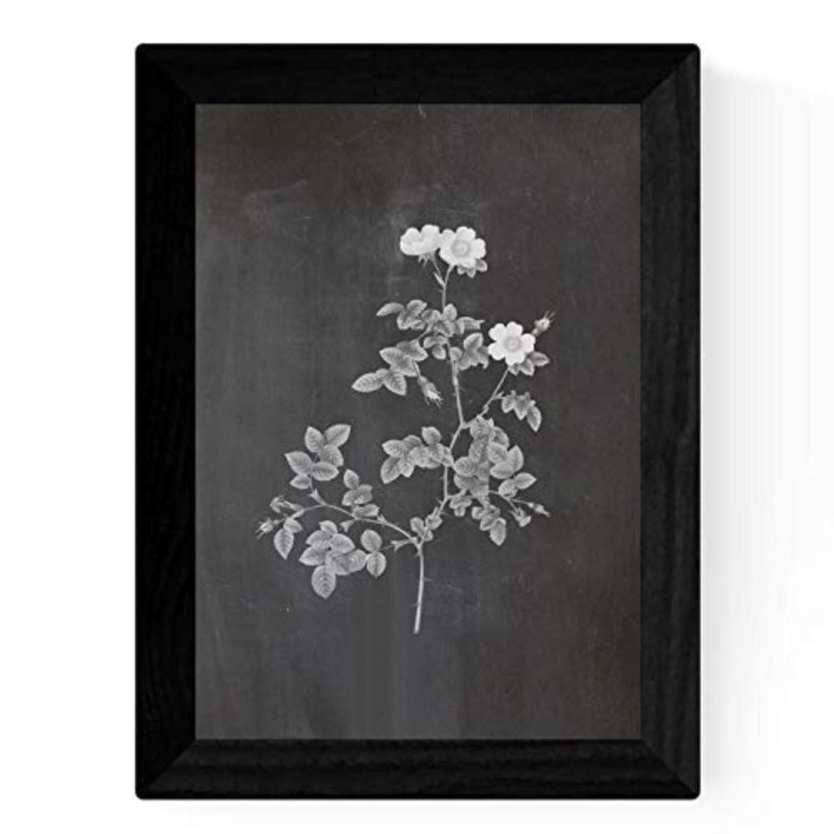 POSTER Set mit 4 Botanischen Stils Sensitive A3 Rahmenlos - Klar, Papier (29.7/3cm) - Nacnic