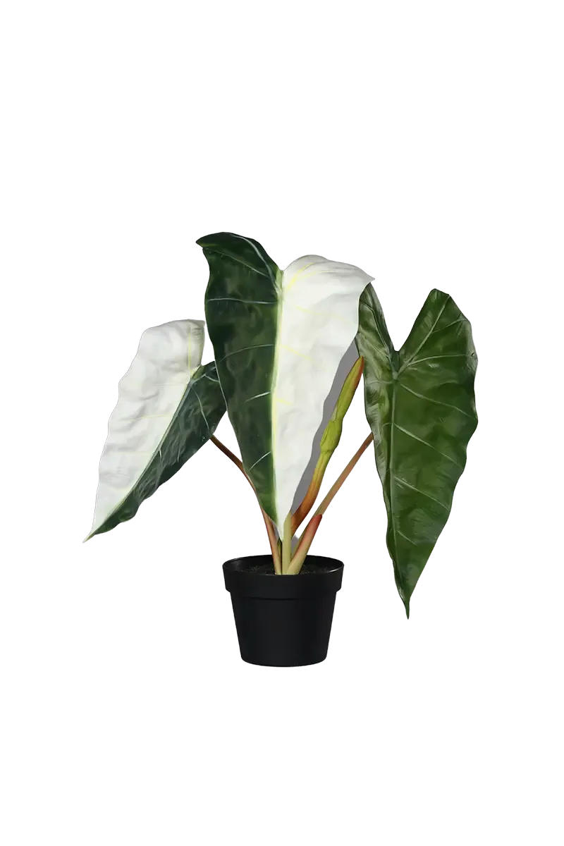 KUNSTPFLANZE Künstliche Alocasia albino - Heino 68 cm - Grün, Kunststoff (68cm) - aplanta