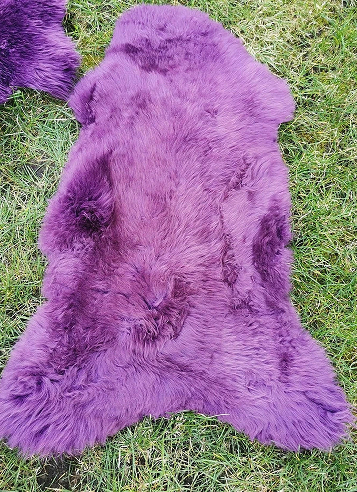 LAMMFELL Öko bunt gefärbt weich Fell Teppich Amethyst ca. 110 cm - Violett, Fell (60/110cm) - Provellus