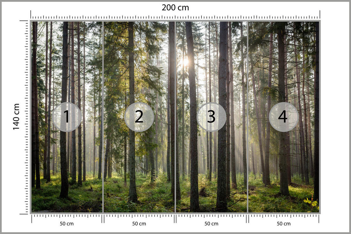 FOTOTAPETE für Wohnzimmer WALD Sonnenaufgang Moos Bäume Grün 200x140 - Braun/Grau, Papier (200/140cm) - Muralo
