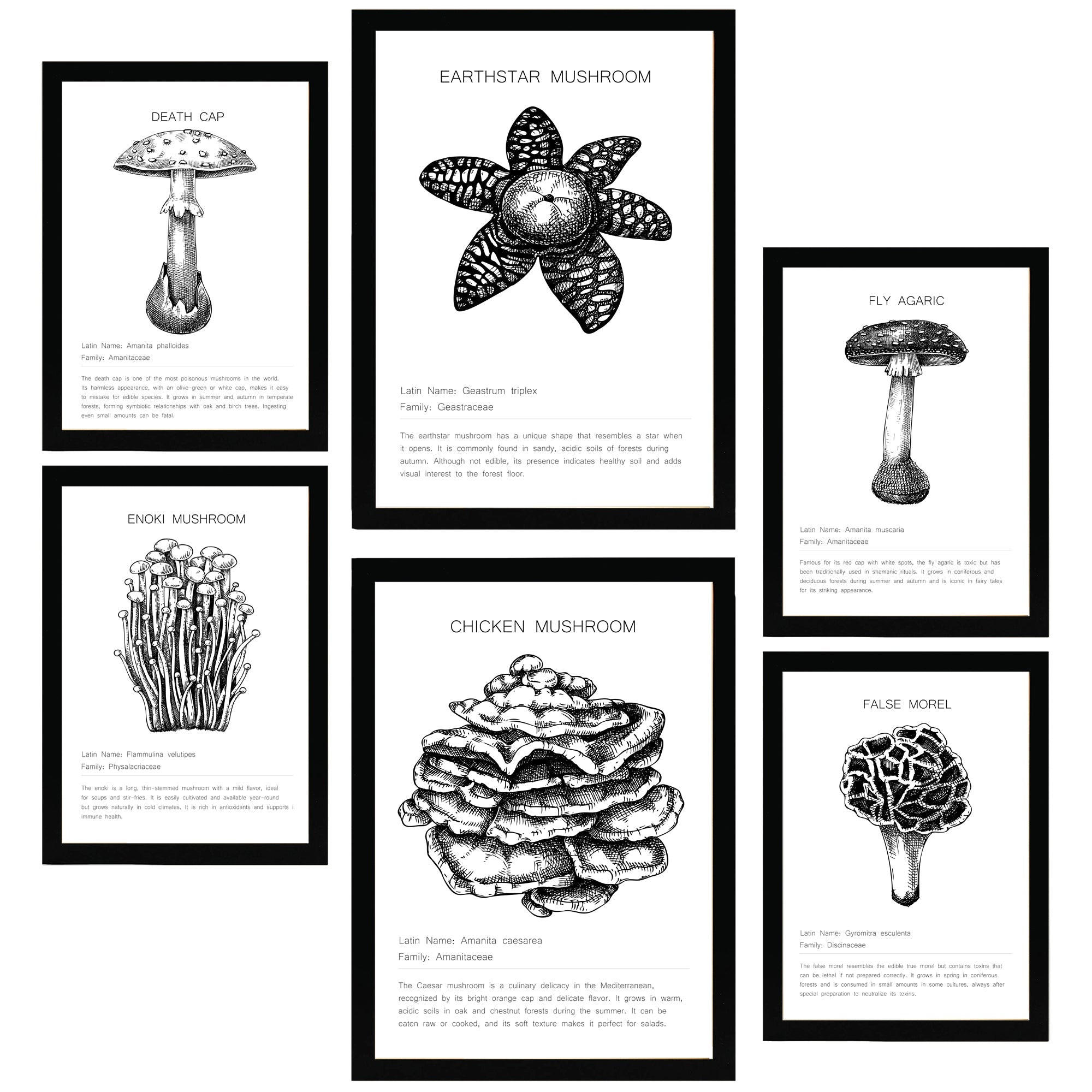 POSTER Set Mit 6 Komposition Aus Schwarzen & Weißen Pilzfamilien A3 & A4 Schwarzer Rahmen - Schwarz, Papier (29/3cm) - Nacnic