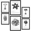 POSTER Set Mit 6 Komposition Aus Schwarzen & Weißen Pilzfamilien A3 & A4 Schwarzer Rahmen - Schwarz, Papier (29/3cm) - Nacnic