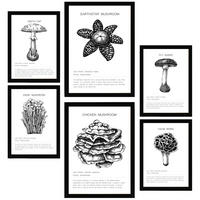 POSTER Set Mit 6 Komposition Aus Schwarzen & Weißen Pilzfamilien A3 & A4 Schwarzer Rahmen - Schwarz, Papier (29/3cm) - Nacnic