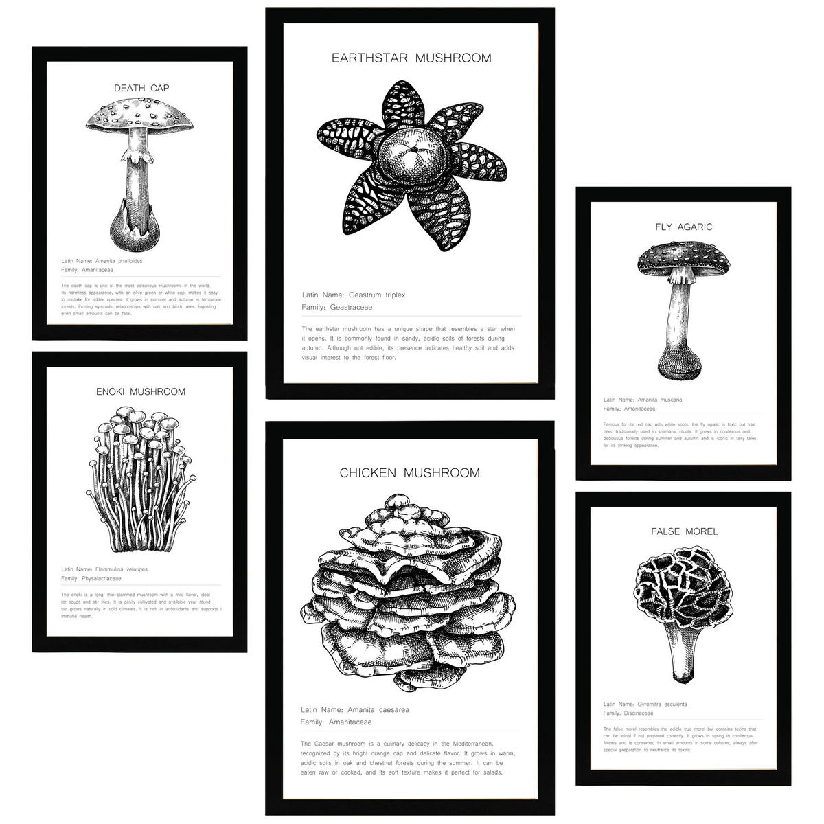 POSTER Set Mit 6 Komposition Aus Schwarzen & Weißen Pilzfamilien A3 & A4 Schwarzer Rahmen - Schwarz, Papier (29/3cm) - Nacnic