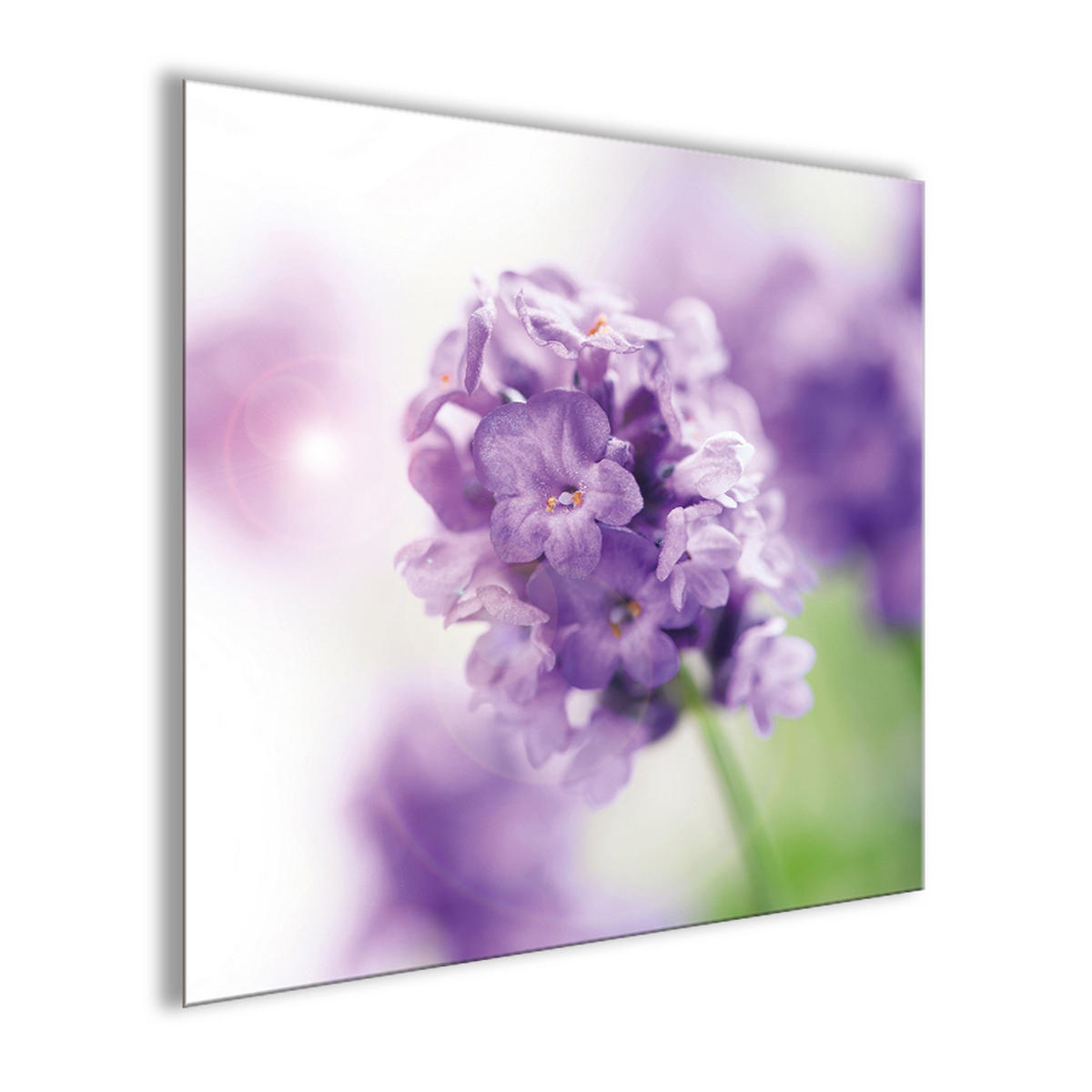 GLASBILD 30x30 cm Blumen lila - Violett, Glas (30/30cm) - artissimo