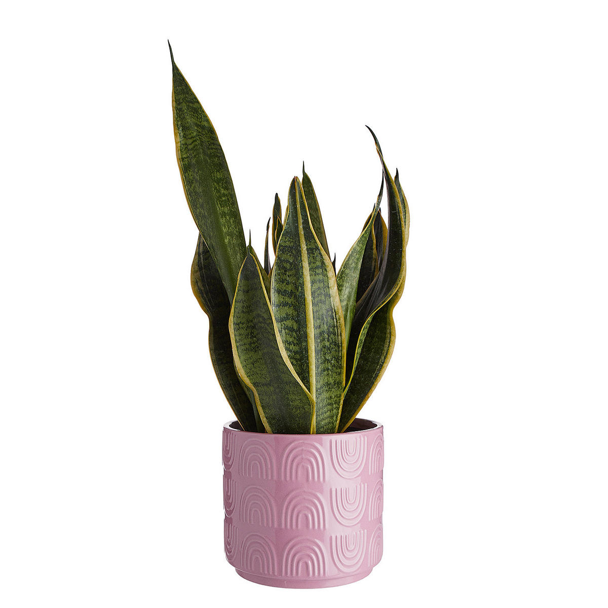 BLUMENÜBERTOPF Rainbow - Pink, Keramik (14/13/14cm) - Butlers