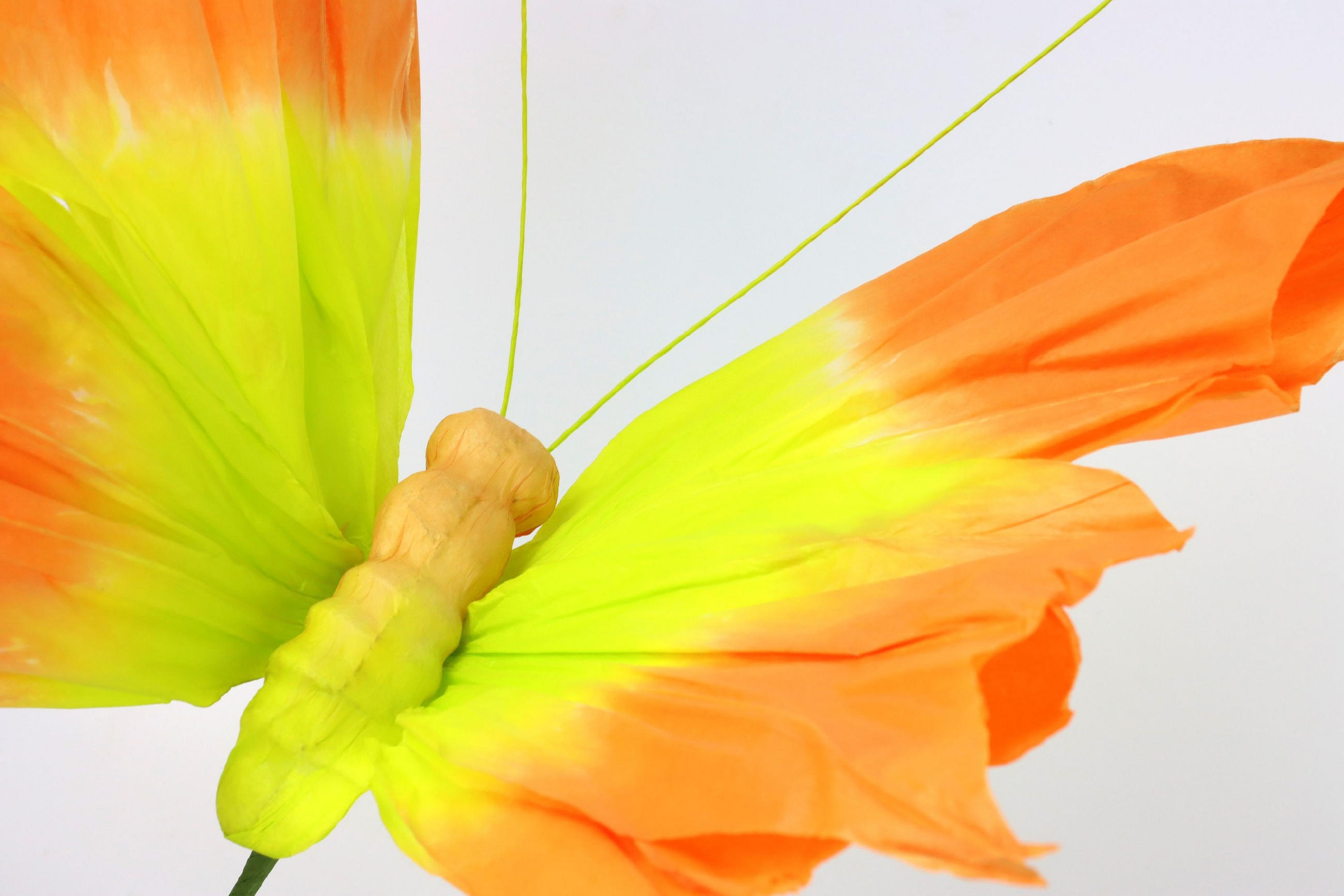 DEKOSCHMETTERLINGE Pappilon 70 cm - Multicolor, Papier (40/70/50cm) - FURNARO