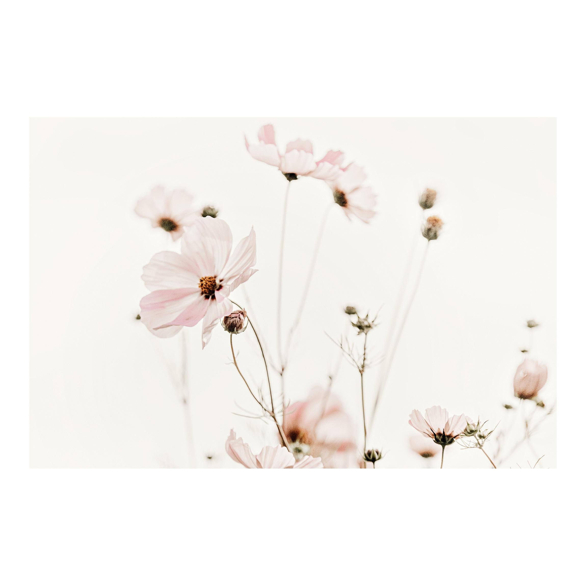 FOTOTAPETE Cosmea in zarten Cremetönen 288/190 cm - Eichefarben, Papier (288/190cm) - Bilderwelten