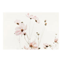 FOTOTAPETE Cosmea in zarten Cremetönen 288/190 cm - Eichefarben, Papier (288/190cm) - Bilderwelten