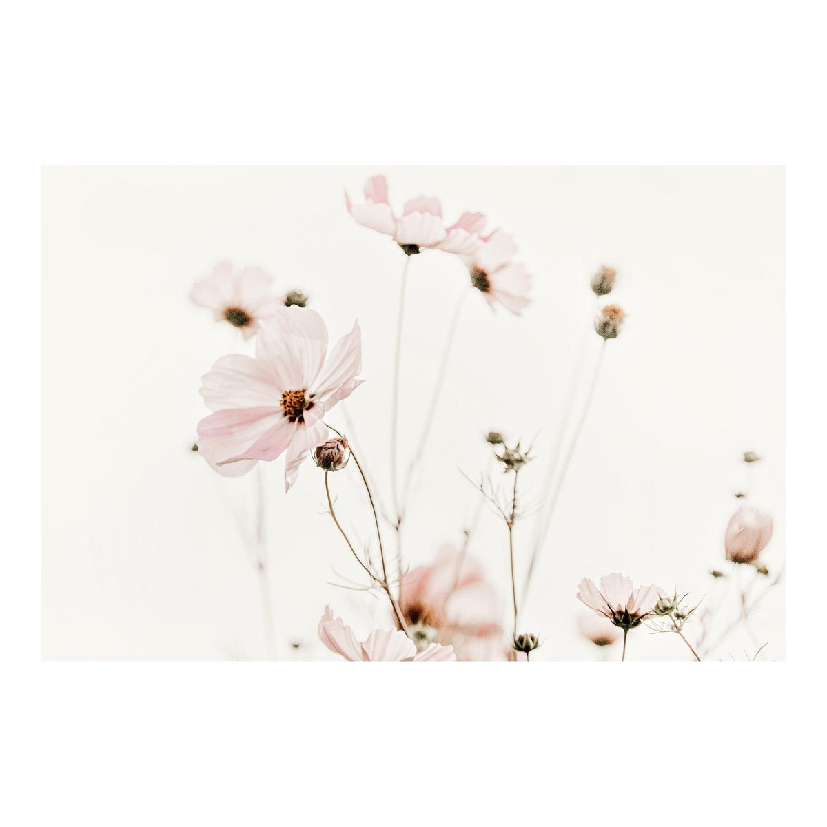 FOTOTAPETE Cosmea in zarten Cremetönen 288/190 cm - Eichefarben, Papier (288/190cm) - Bilderwelten