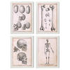 POSTER Set mit 4 Anatomie von Körperknochen und Kopf A4 Weißer Rahmen - Weiß, Papier (29.7/3cm) - Nacnic