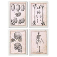 POSTER Set mit 4 Anatomie von Körperknochen und Kopf A3 Weißer Rahmen - Weiß, Papier (29.7/3cm) - Nacnic