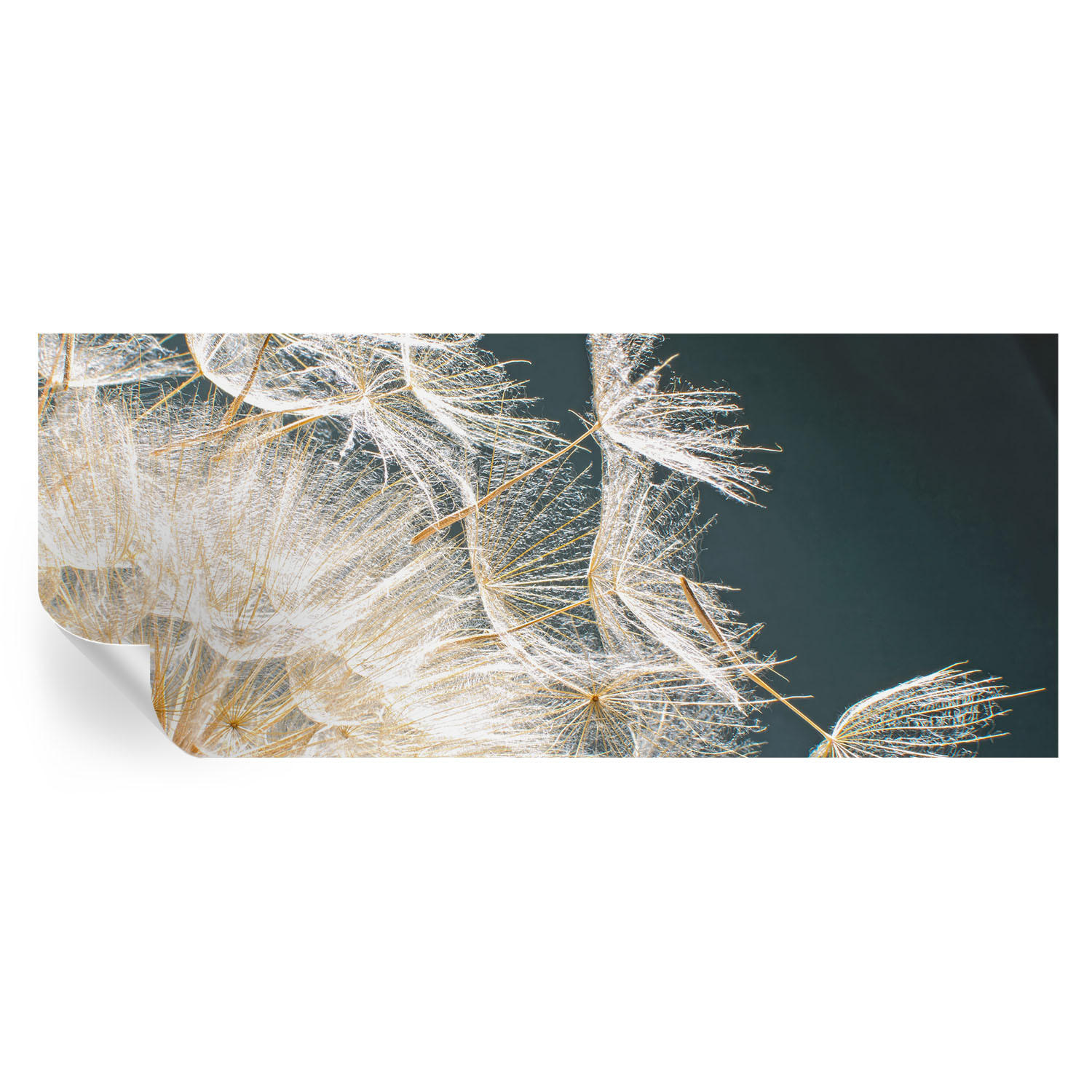 FOTOTAPETE 250x104 cm - Löwenzahn der Leichtigkeit - Weiß, Textil (250/104cm) - Wallfluent