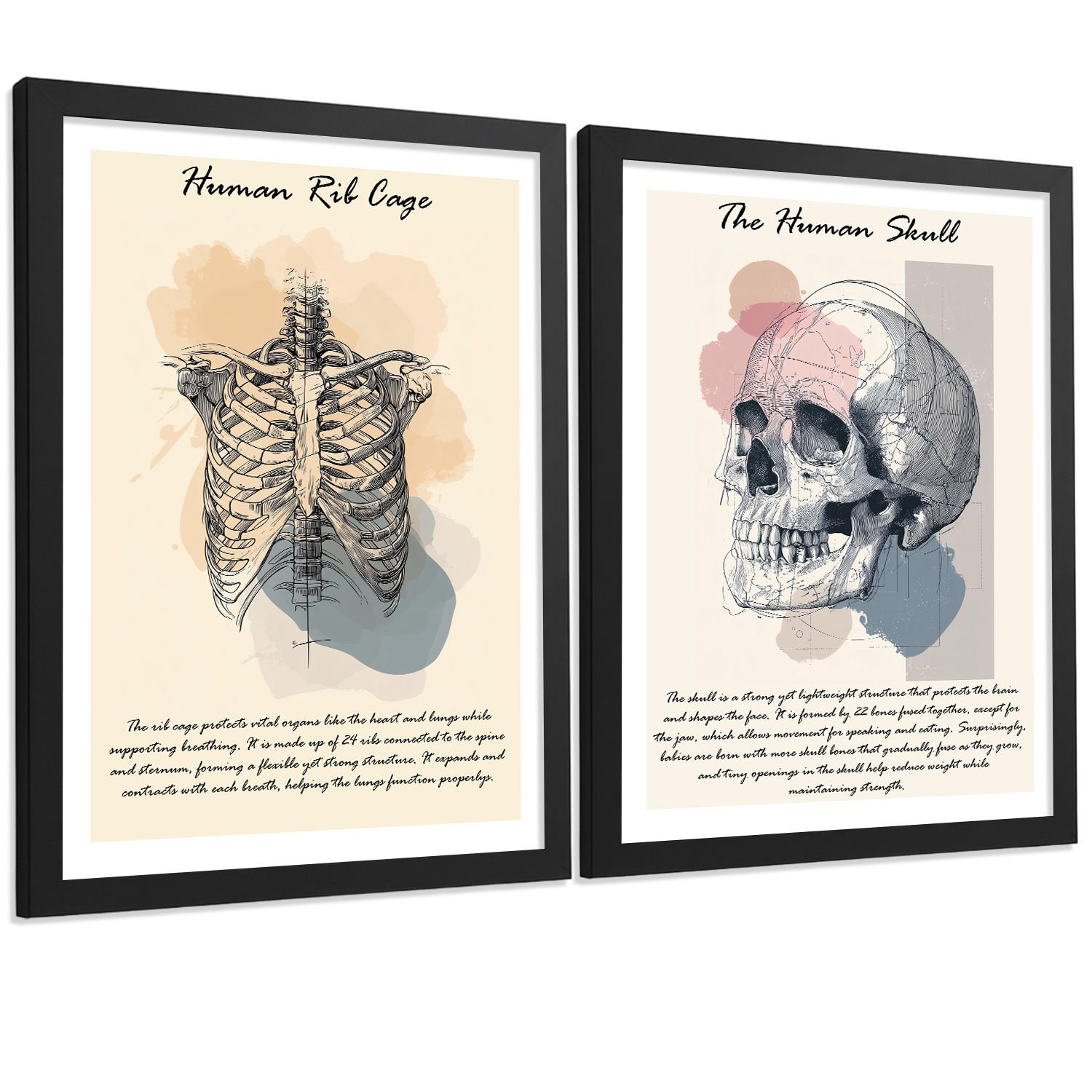 POSTER Set aus 2 Anatomie Mensch Lernposter Drucke und Wandbilder mit Skelett Rippen und Schädel Klinik Büro Dekoration Größe Schwarzer Rahmen A4 - Schwarz, Papier (21/29.7/3cm) - Nacnic