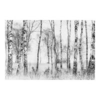 FOTOTAPETE Mystischer Birkenwald Schwarz-Weiß 336/225 cm - Schwarz, Papier (336/225cm) - Bilderwelten