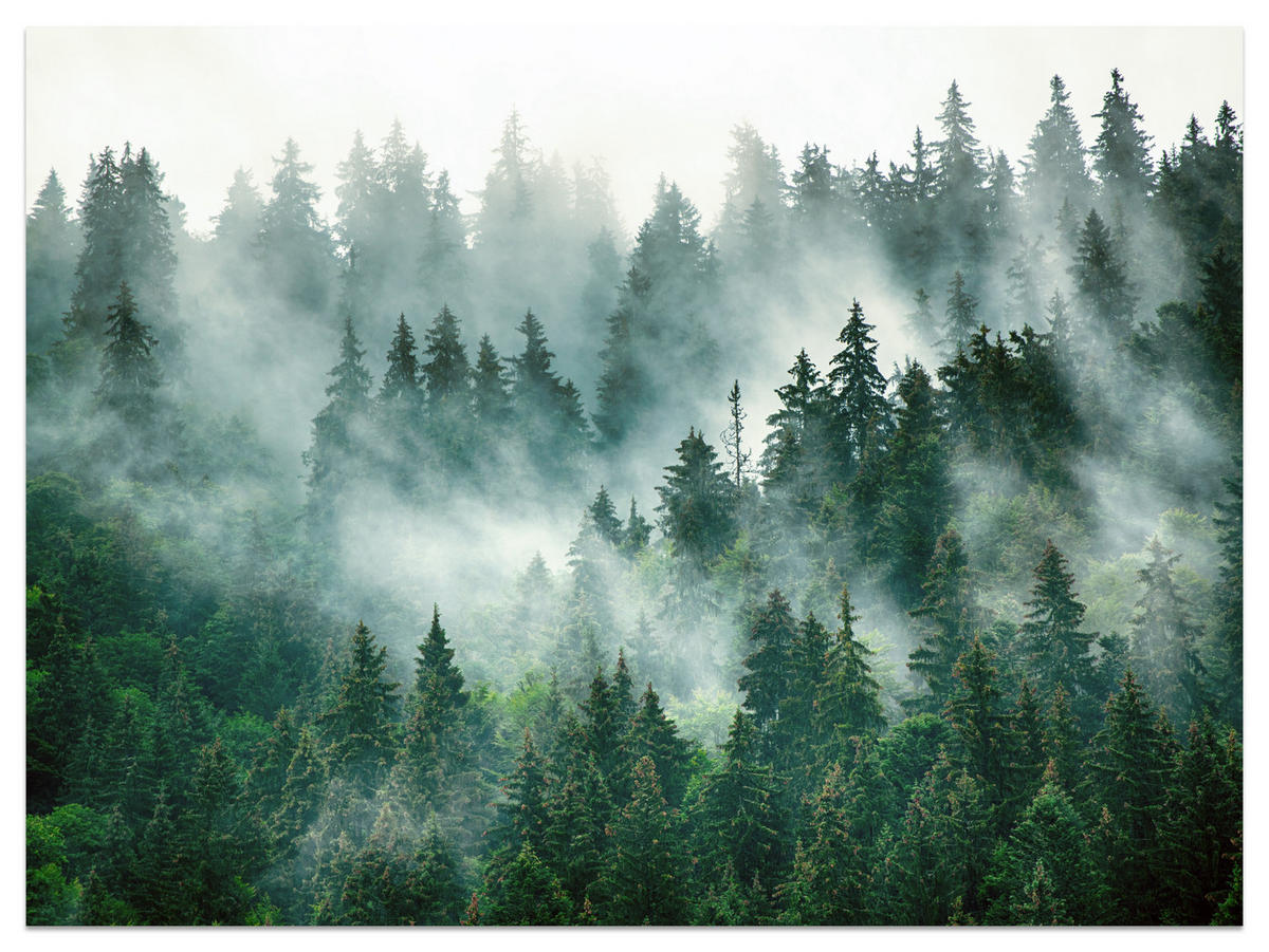 FOTOTAPETA Pre Kuchyňu Ihličnaté Stromy Hmlový Les Mystický Zelená 100 x 70 cm - sivá/zelená, papier (100/70cm) - Muralo