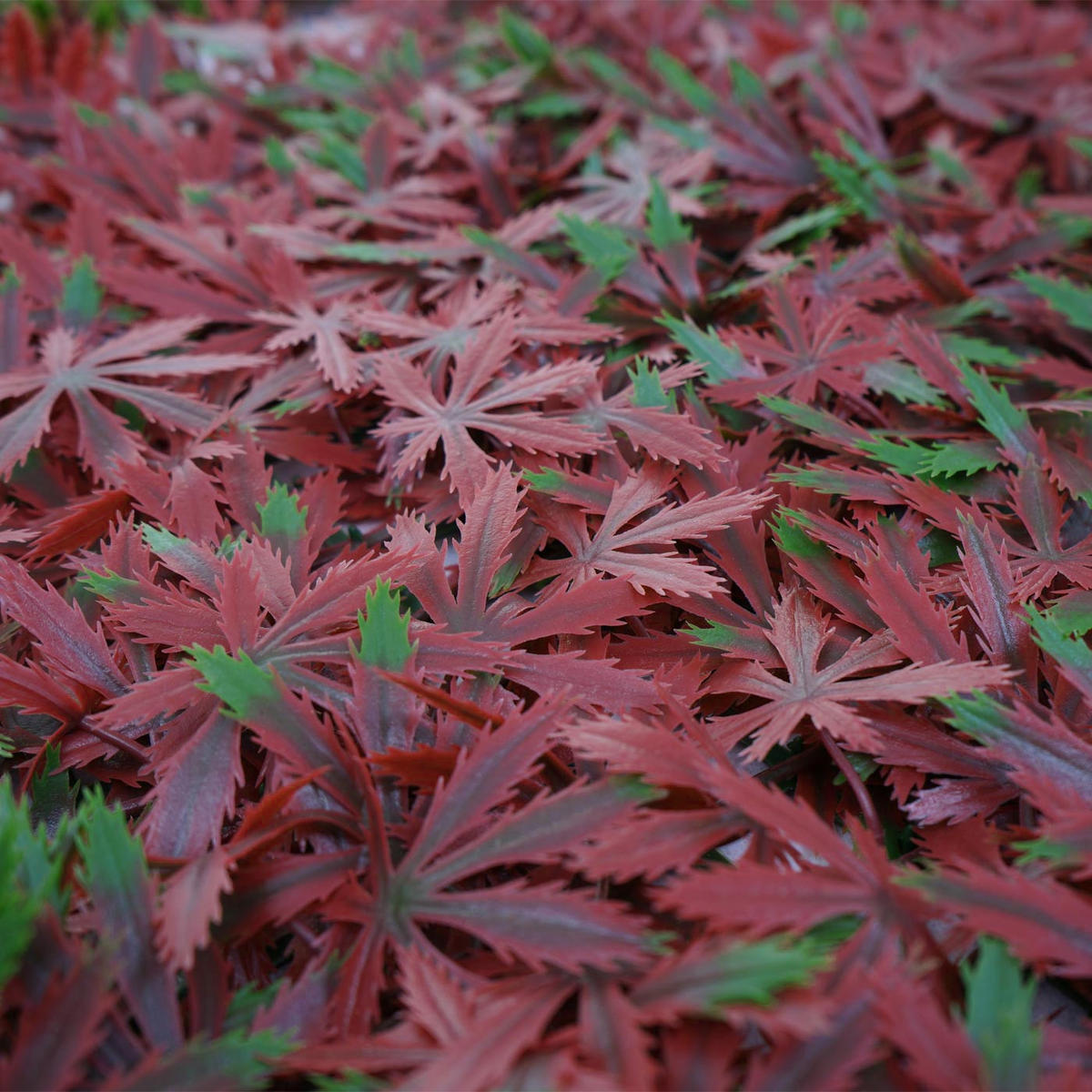 OBKLADOVÁ DLAŽBA Červená - červená, plast (50/5cm) - MCW