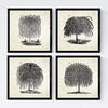 POSTER Set mit 4 Blättern der Bäume Weiden Altpapierhintergrund 30x30 cm Rahmenlos - Klar, Papier (30/3cm) - Nacnic