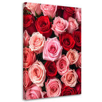 BILD auf Leinwand, Rosen Blumen Pflanzen Natur - Rot, Textil (20/30cm) - Feeby