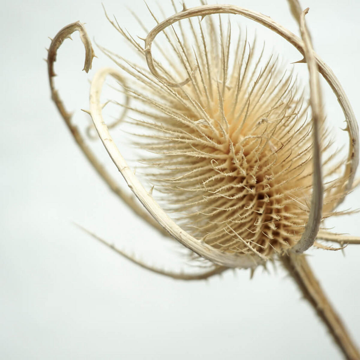 GETROCKNETE Distel - Cardi - weiß - Weiß, Naturmaterialien (60cm) - Lykke & You