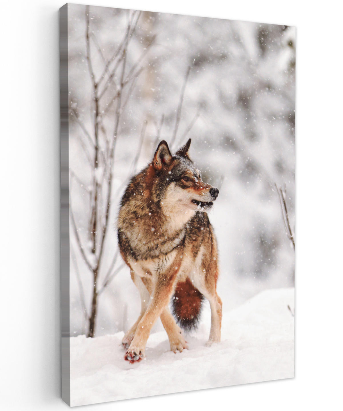 LEINWANDBILD Wolf - Winter - Schnee - Natur - Tiere 60x90 cm - Haselnussfarben, Textil (60/90cm) - MuchoWow